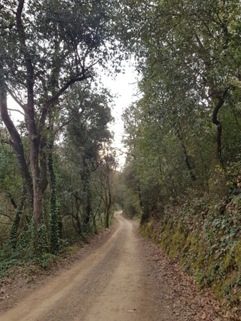El camí de la font dels Lleons