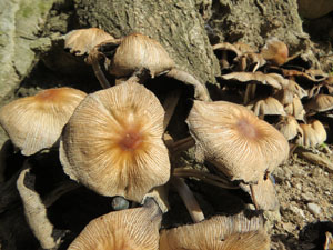 El Passeig Arqueològic. Observacions naturalistes