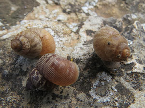 El Passeig Arqueològic. Observacions naturalistes