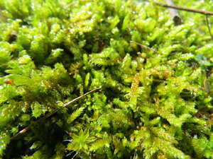 El Passeig Arqueològic. Observacions naturalistes