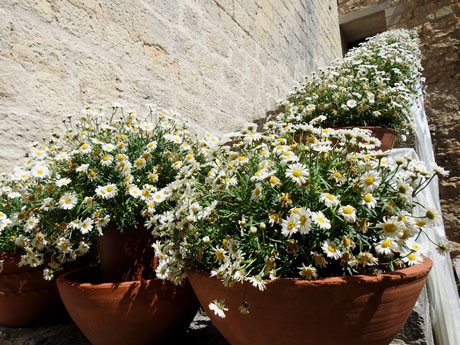 Temps de Flors 2023. Catedral - Passad&iacute;s al fossat de l'absis