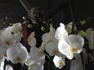 Temps de Flors 2023. Església dels Dolorsl'esdeveniment