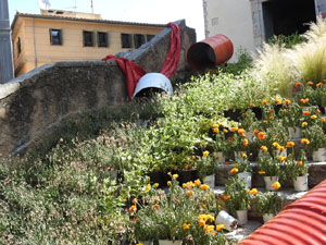 Temps de Flors 2023. Esgl&eacute;sia dels Dolors (escales)l'esdeveniment