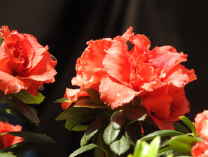 Temps de Flors 2023. Museu d'Hist&ograve;ria dels Jueus