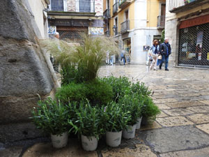 Temps de Flors 2023. Pla&ccedil;a de les Castanyesl'esdeveniment