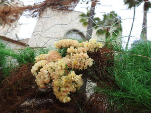 Temps de Flors 2023. Pla&ccedil;a de Santa Susanna
