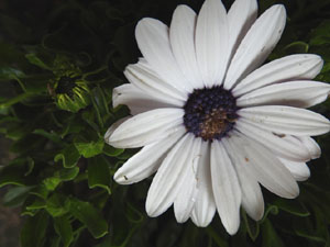 Temps de Flors 2023. Bas&iacute;lica de Sant Feliu - escalinata nord