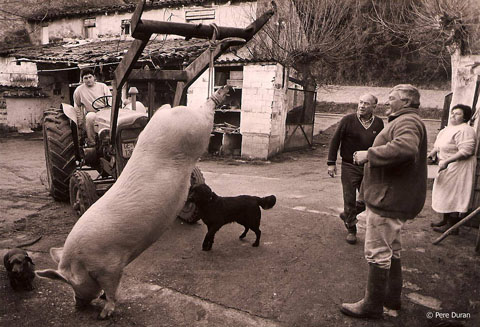 La matan&ccedil;a del porc a Mieres, La Garrotxa