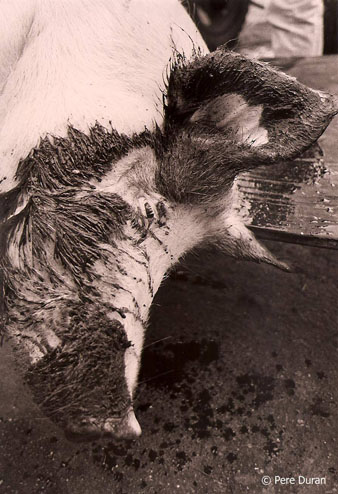 La matan&ccedil;a del porc a Mieres, La Garrotxa