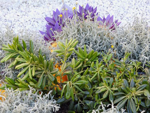 Temps de Flors 2024. Plaça de la Independència