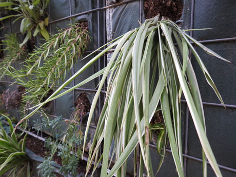 Temps de Flors 2024. Can Ninetes - Centre C&iacute;vic Santa Eug&egrave;nia