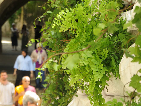 Temps de Flors 2025. Pla&ccedil;a dels Ap&ograve;stols