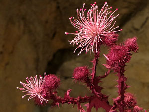 Temps de Flors 2025. Els Casa Lle&oacute; Avinay
