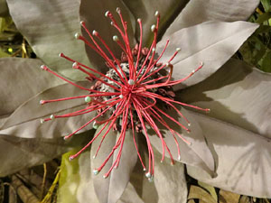 Temps de Flors 2025. Els Casa Lle&oacute; Avinay