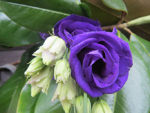 Temps de Flors 2025. C&agrave;ritas Diocesana de Girona