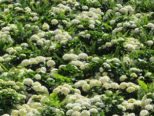 Temps de Flors 2025. Els Escales de la Catedral