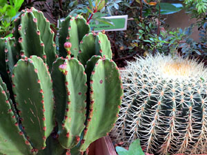 Temps de Flors 2025. Casa Forn - Diputaci&oacute; de Girona