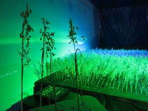 Temps de Flors 2025. Museu d'Hist&ograve;ria de Girona