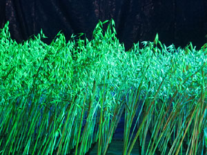 Temps de Flors 2025. Museu d'Hist&ograve;ria de Girona