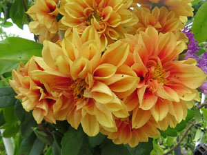 Temps de Flors 2025. El Jard&iacute; de la Inf&agrave;ncia