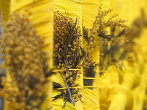Temps de Flors 2025. El pont de les Peixateries Velles