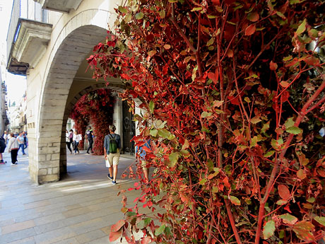 Temps de Flors 2025. Pla&ccedil;a del Vi