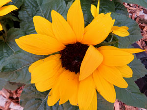 Temps de Flors 2025. Bas&iacute;lica de Sant Feliu. Escala nord