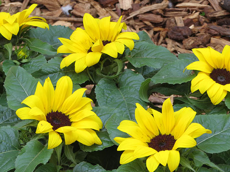 Temps de Flors 2025. Bas&iacute;lica de Sant Feliu. Escala nord