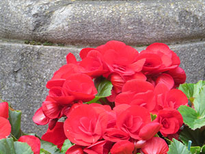 Temps de Flors 2025. Creu de Terme de Sant Pere de Galligants