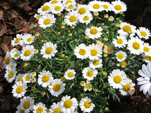 Temps de Flors 2025. Creu de Terme de Sant Pere de Galligants