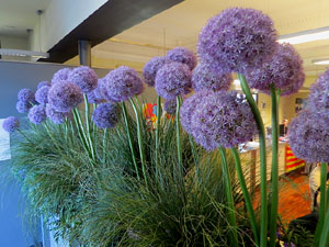 Temps de Flors 2025. Oficina de Turisme