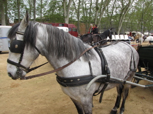 Ampliar