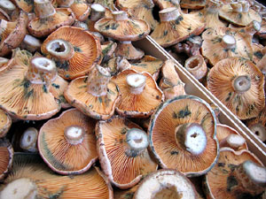 Fires d'alimentació artesana