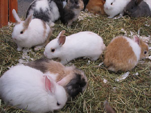 La Fira de Mostres a Fira de Girona