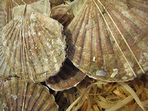 El Mercat del Lle&oacute;, per festes
