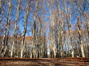 La plaça de les Botxes