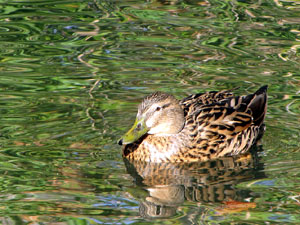 La plaça de les Botxes