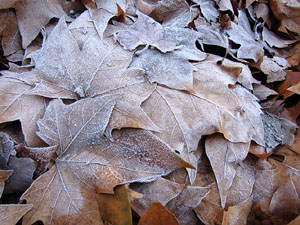 La plaça de les Botxes