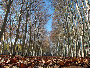 La plaça de les Botxes