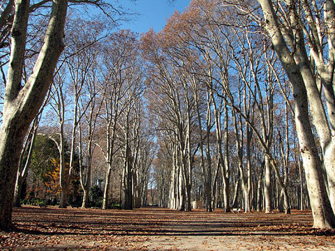 Plaça de les Botxes i avinguda a la zona de les carpes d'estiu