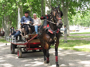 La Cavalcada de Sant Antoni 2013
