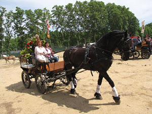 La Cavalcada de Sant Antoni 2013