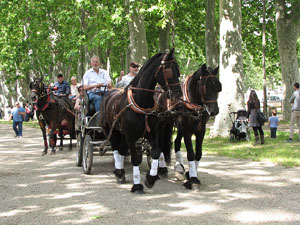 La Cavalcada de Sant Antoni 2013