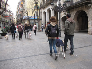 Primera passejada de llebrers i podencs de Girona