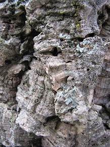 Observacions de la natura a la ruta del castell de Sant Miquel