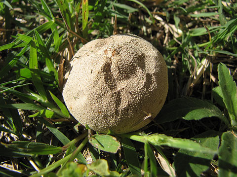 Pet de llop (Lycoperdon perlatum)