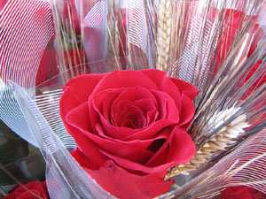 Diada de Sant Jordi 2013