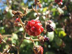 Miscel&middot;l&agrave;nia de l'itinerari