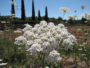Miscel&middot;l&agrave;nia de l'itinerari