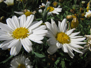 El Mirador dels Maristes